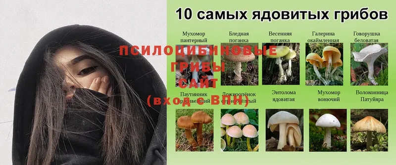 Галлюциногенные грибы мухоморы  Венёв 